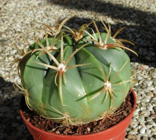 ferocactus_macrodiscus_1